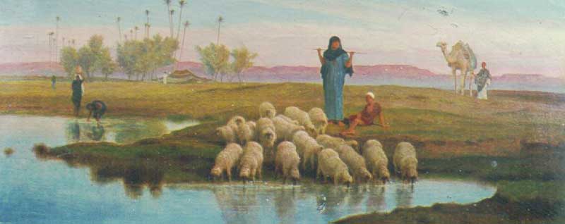 овцы у водопоя